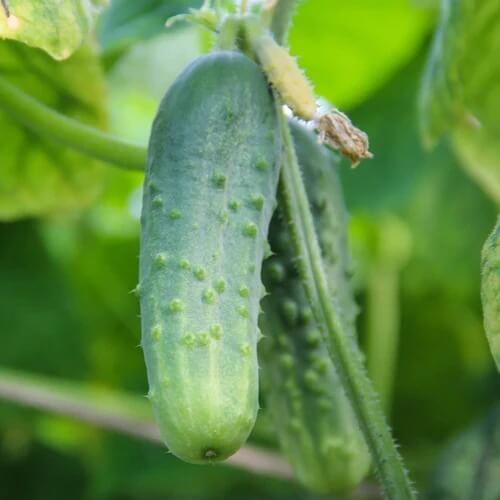 Boston pickling cucumber seeds - Vegetable Plant