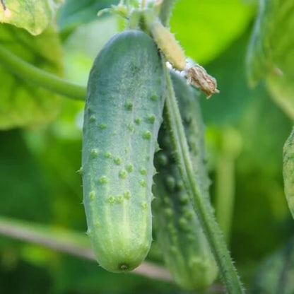 Boston pickling cucumber seeds - Vegetable Plant