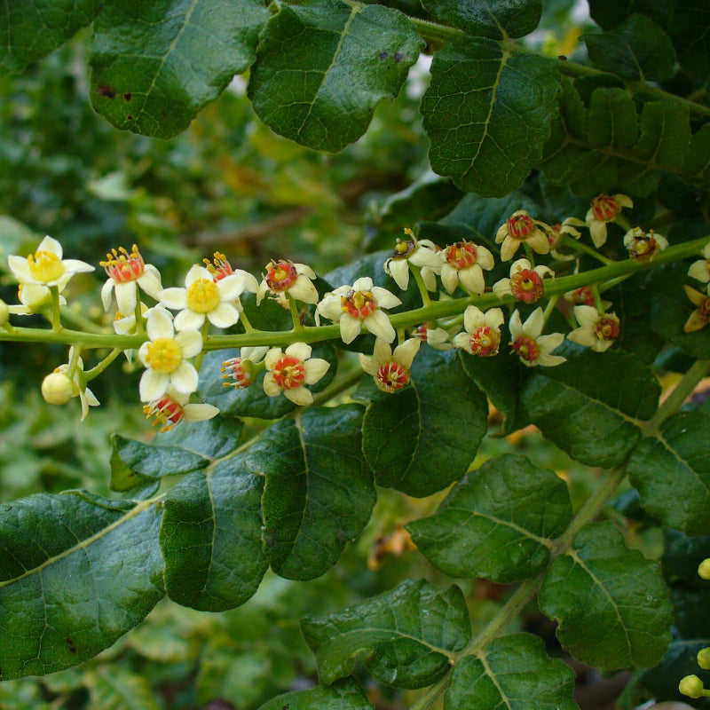 Boswellia Sacra Seeds
