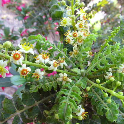 Boswellia Sacra Seeds