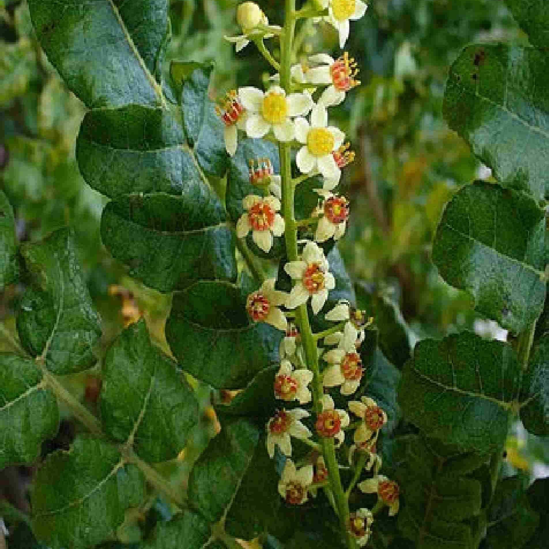Boswellia Sacra Seeds