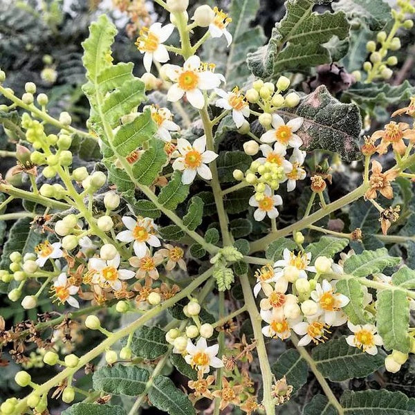 Boswellia Sacra Seeds