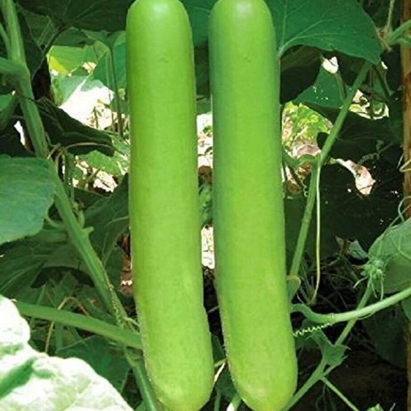 Bottle Gourd Seeds - Vegetable Plant