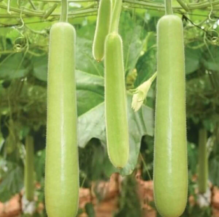 Bottle Gourd Seeds - Vegetable Plant