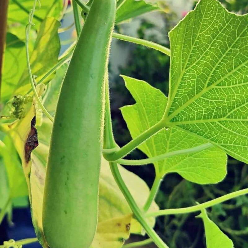 Bottle Gourd Seeds - Vegetable Plant