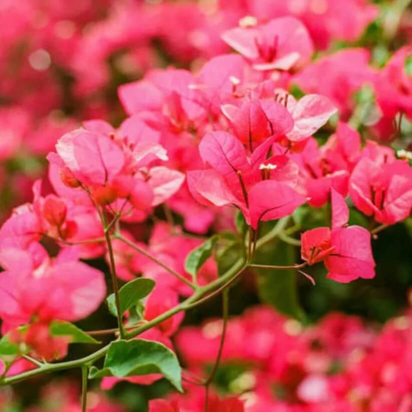 Bougainvillea Glabra Seeds