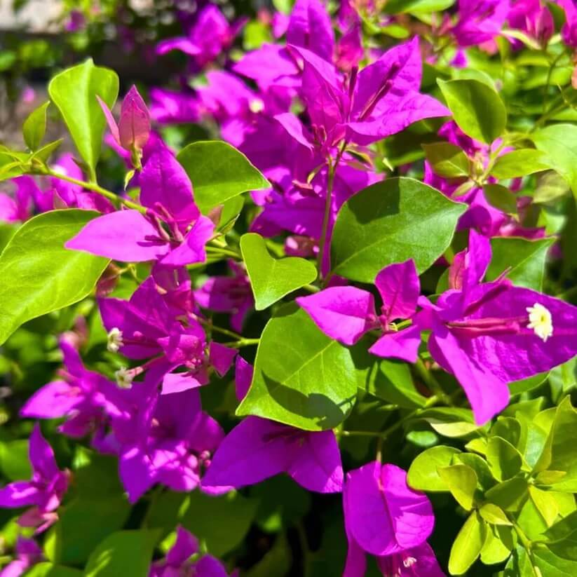 Bougainvillea Glabra Seeds