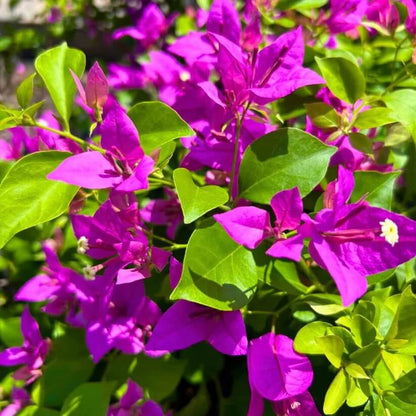 Bougainvillea Glabra Seeds