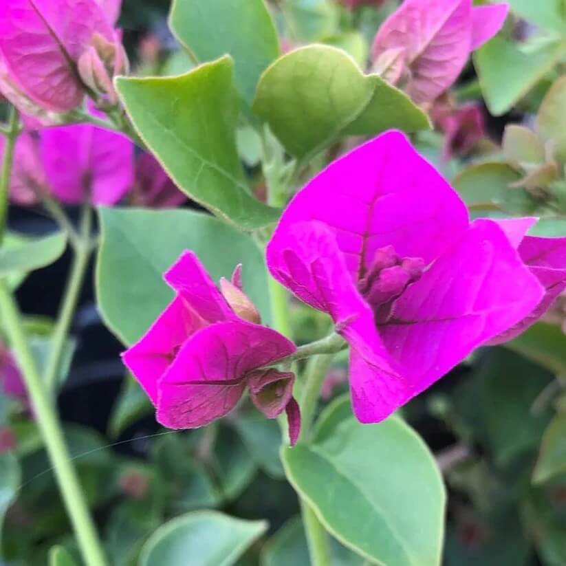 Bougainvillea Glabra Seeds