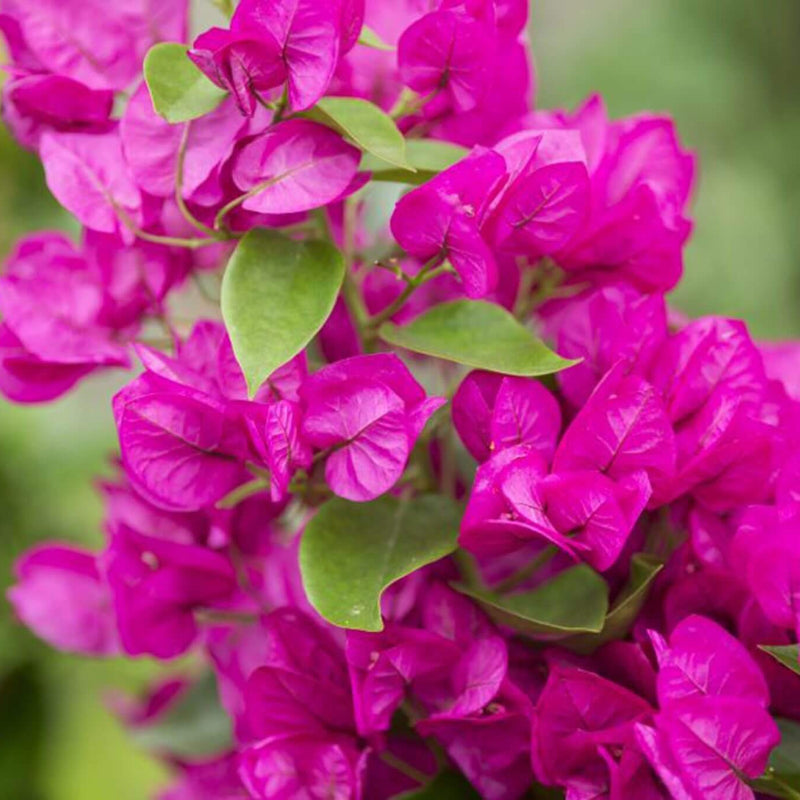 Bougainvillea Glabra  Seeds