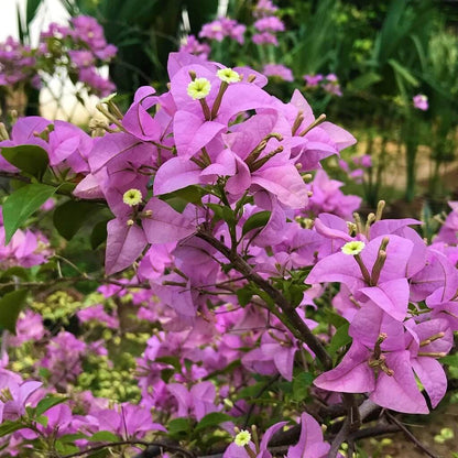 Bougainvillea Glabra Seeds