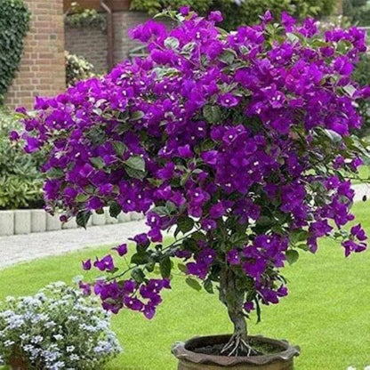 Bougainvillea Seeds - Flower Plant for Home Gardens