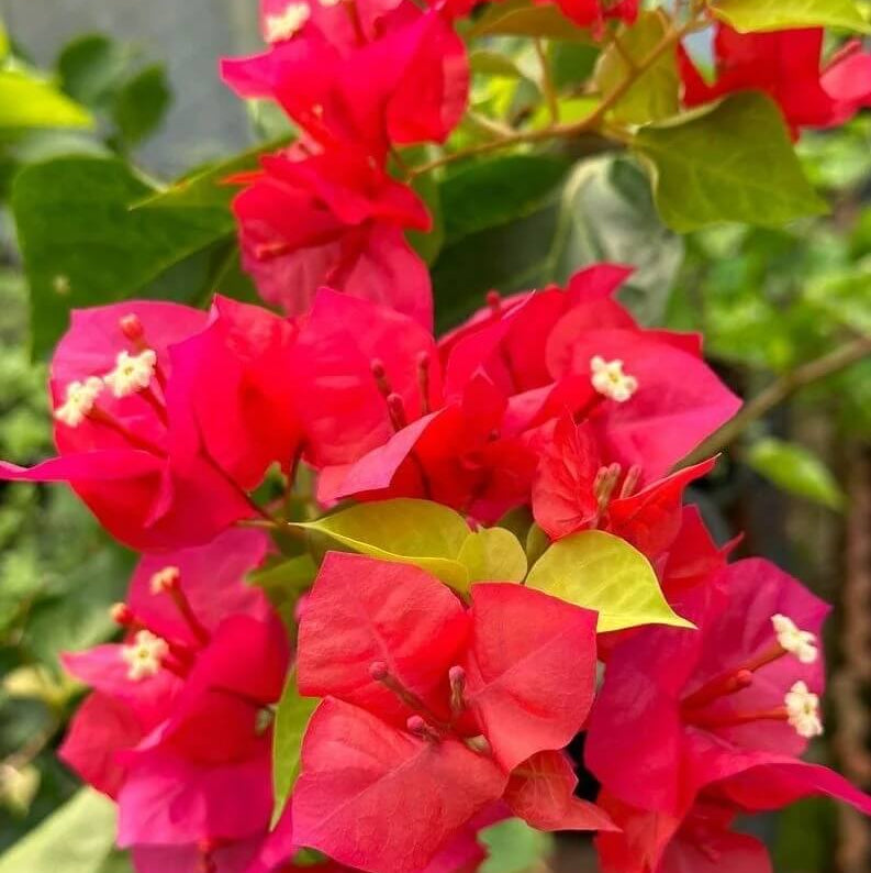 Bougainvillea Seeds - Flower Plant for Home Gardens