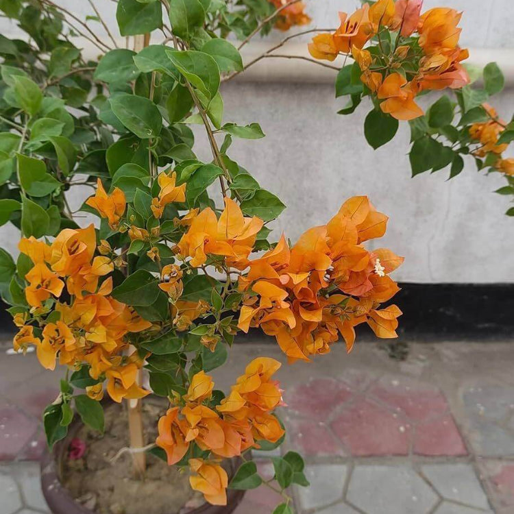 Bougainvillea Seeds for Containers - Tropical Flower Plant for Home Gardens