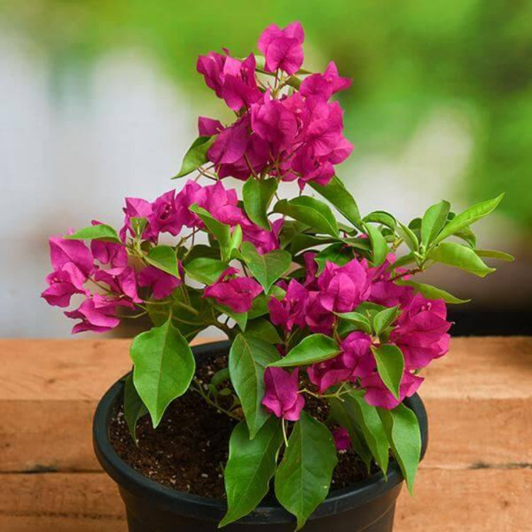 Bougainvillea Seeds for Containers - Tropical Flower Plant for Home Gardens