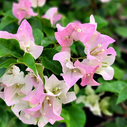 Bougainvillea Seeds for Containers - Tropical Flower Plant for Home Gardens