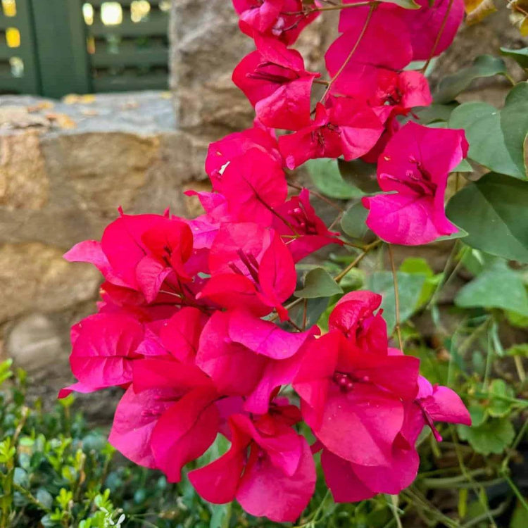 Bougainvillea Seeds for Containers - Tropical Flower Plant for Home Gardens