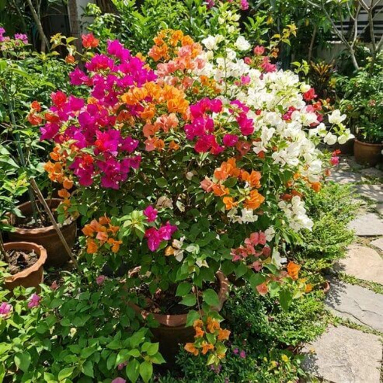 Bougainvillea Seeds for Outdoor Planting - Tropical Climbing Plant Seeds for Home Gardens