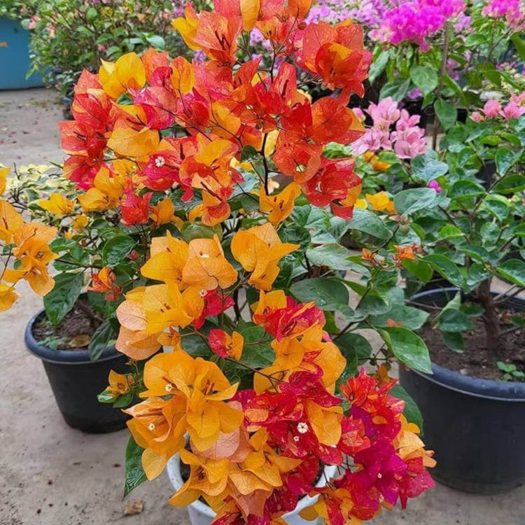 Bougainvillea Seeds for Outdoor Planting - Tropical Climbing Plant Seeds for Home Gardens