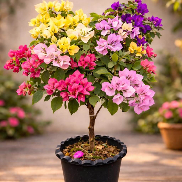 Bougainvillea Seeds for Outdoor Planting - Tropical Climbing Plant Seeds for Home Gardens