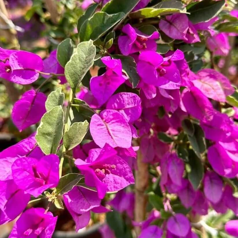 Bougainvillea Spectabilis Seeds