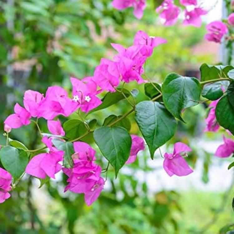 Bougainvillea Spectabilis Seeds
