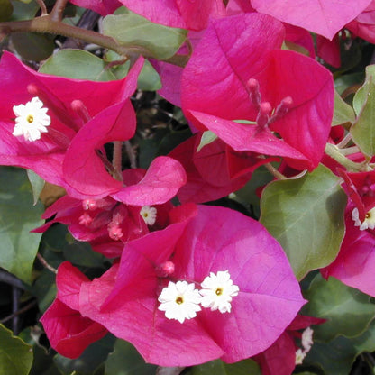 Bougainvillea Spectabilis Seeds