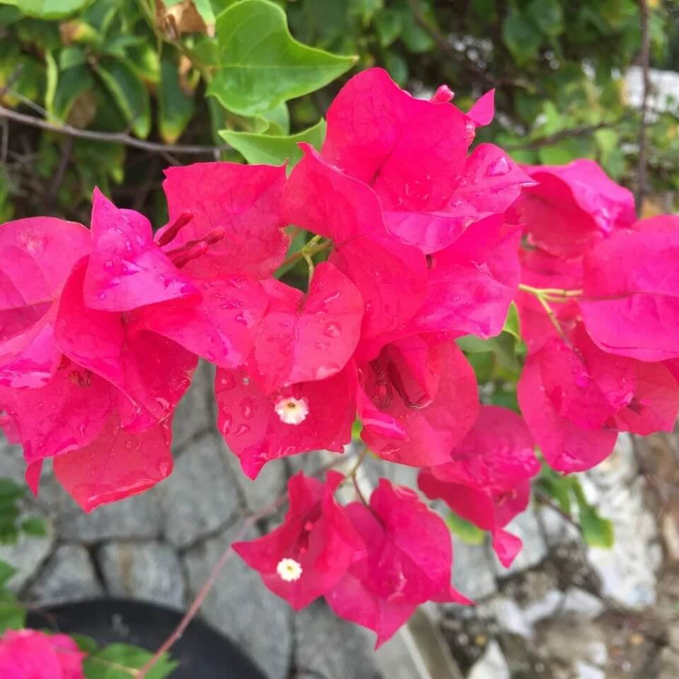 Bougainvillea Vine Seeds
