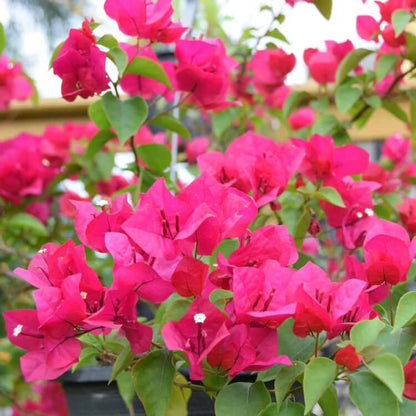 Bougainvillea Vine Seeds