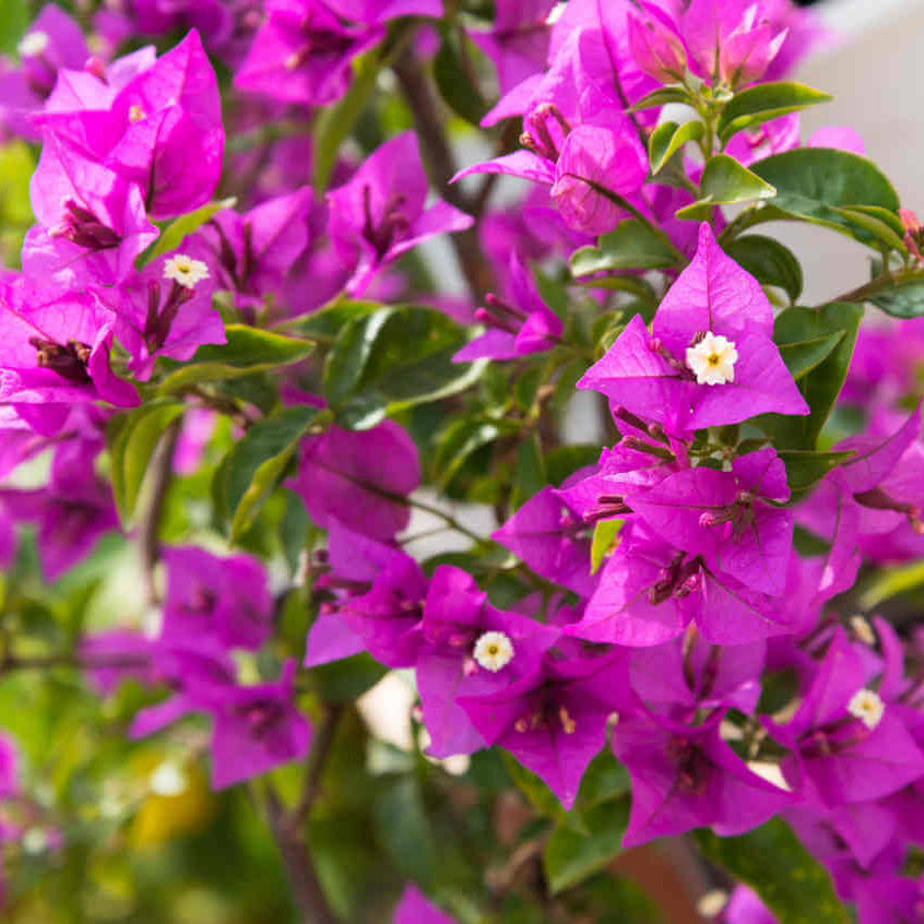 Bougainvillea Vine Seeds