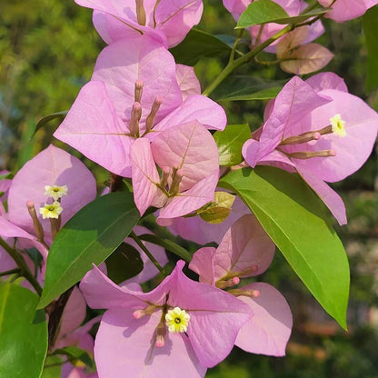 Bougainvillea Vine Seeds for Planting - Tropical Flower Plant for Home Gardens