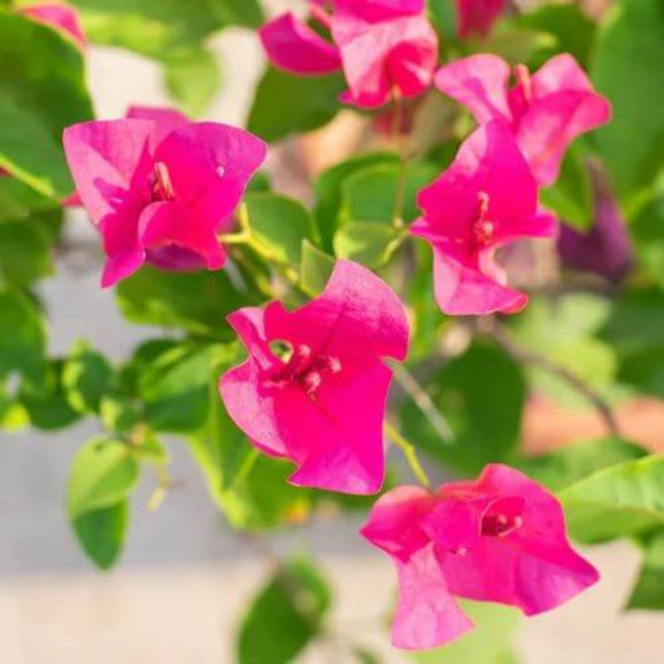 Bougainvillea Vine Seeds for Planting - Tropical Flower Plant for Home Gardens