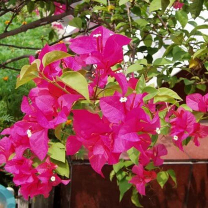 Bougainvillea Vine Seeds for Planting - Tropical Flower Plant for Home Gardens