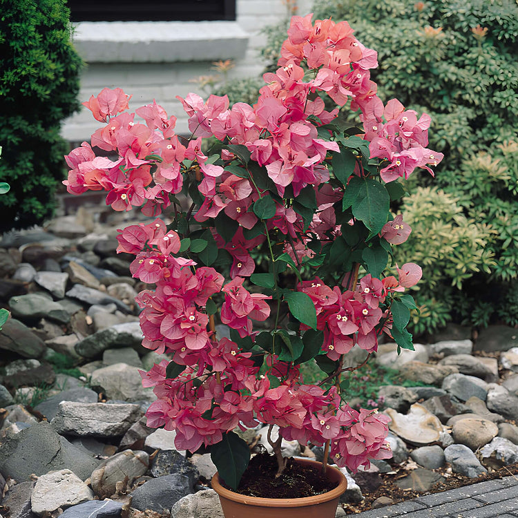 Bougainvillea spp. Seeds - Tropical Flower Plant for Home Gardens
