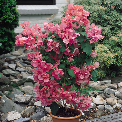 Bougainvillea spp. Seeds - Tropical Flower Plant for Home Gardens