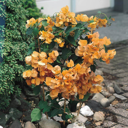 Bougainvillea spp. Seeds - Tropical Flower Plant for Home Gardens
