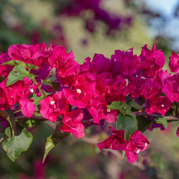 Bougainvillea spp. Seeds - Tropical Flower Plant for Home Gardens