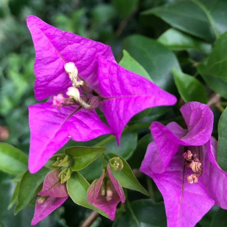 Bougainvillea spp. Seeds - Tropical Flower Plant for Home Gardens