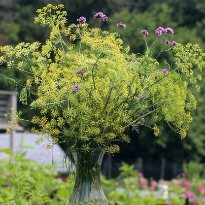 Bouquet Dill Seeds - Heirloom Herbal Plant for Home Gardens