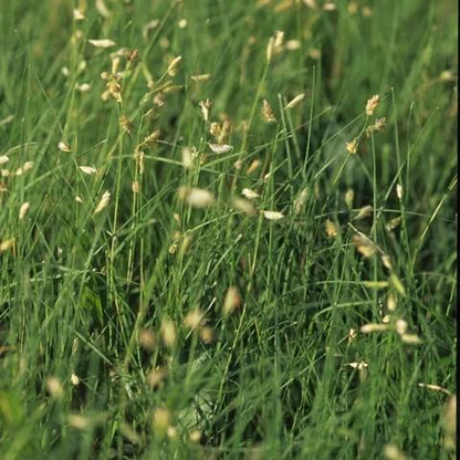 Bouteloua Dactyloides Buffalo Grass Seeds