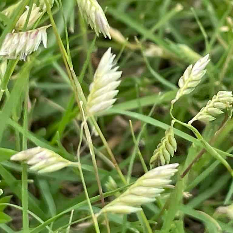 Bouteloua Dactyloides Buffalo Grass Seeds