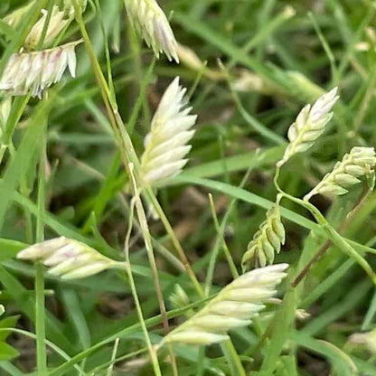Bouteloua Dactyloides Buffalo Grass Seeds