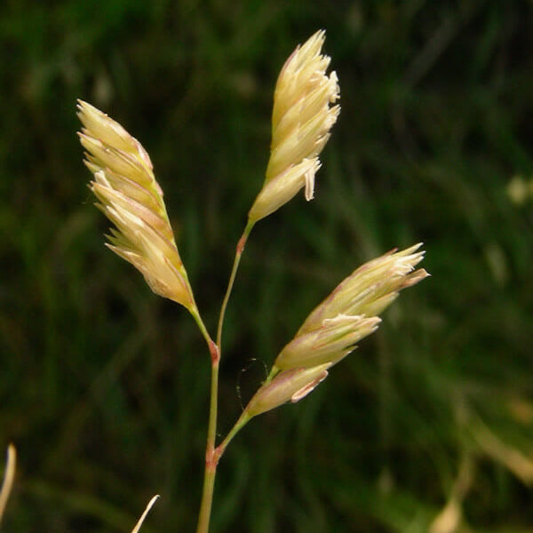 Bouteloua Dactyloides Buffalo Grass Seeds