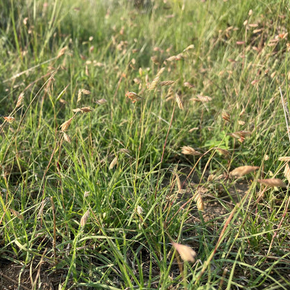 Bouteloua Dactyloides Buffalo Grass Seeds