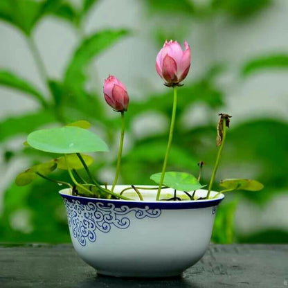 Bowl Lotus Seeds - Heirloom Flower Plant for Home Gardens