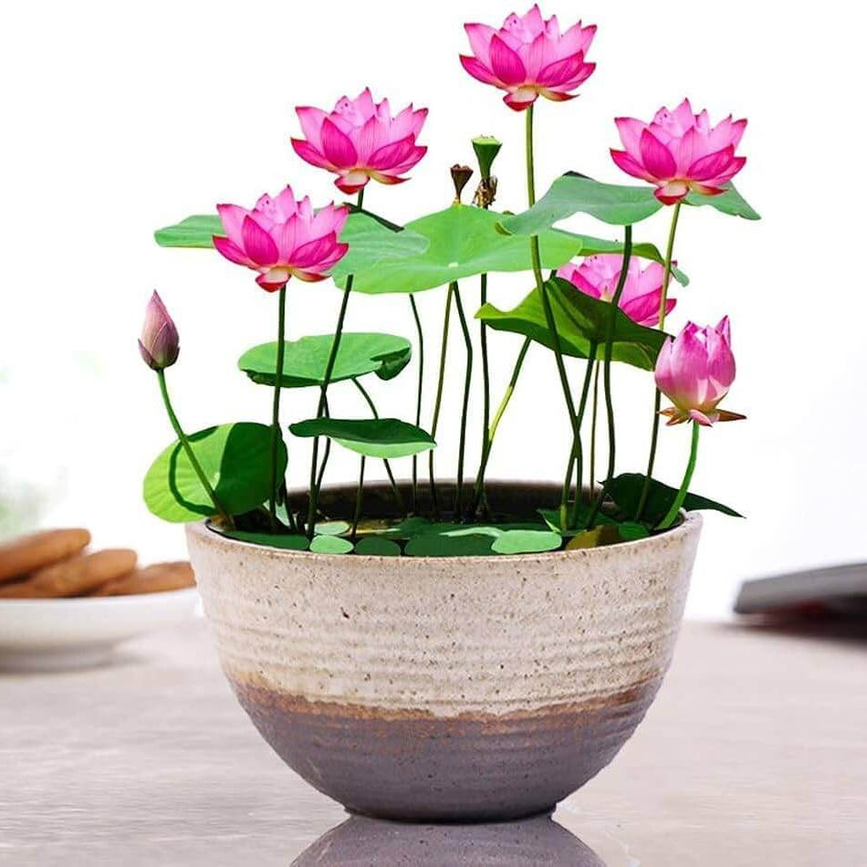 Bowl Lotus Seeds - Heirloom Flower Plant for Home Gardens