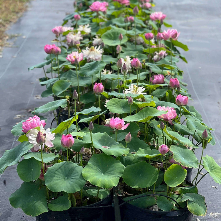 Bowl Lotus Seeds - Heirloom Flower Plant for Home Gardens