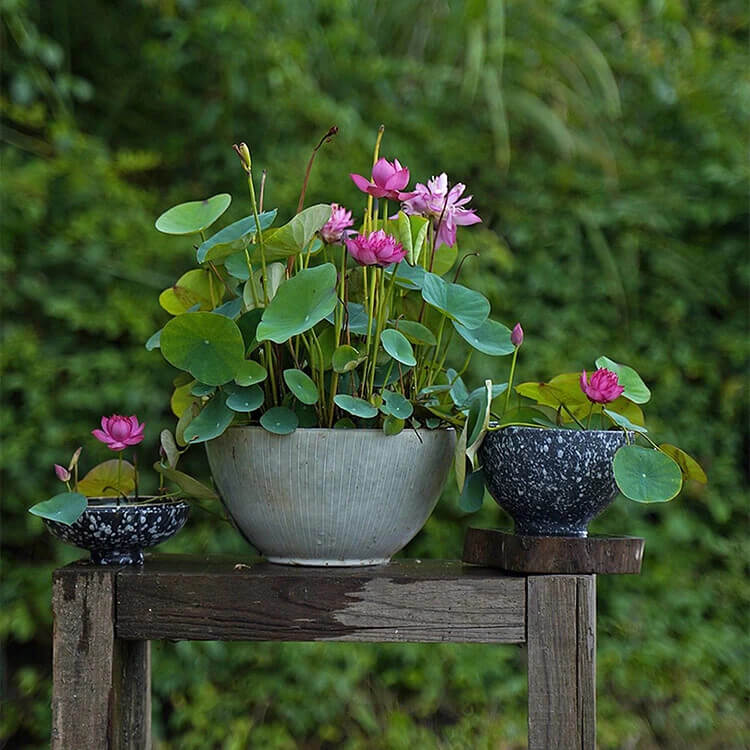 Bowl Lotus Seeds - Heirloom Flower Plant for Home Gardens