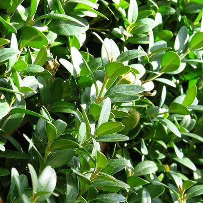 Boxwood Seeds - Flower Plant for Home Gardens