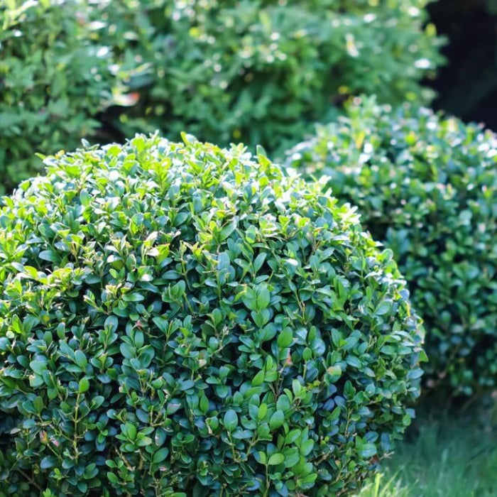 Boxwood Seeds - Flower Plant for Home Gardens